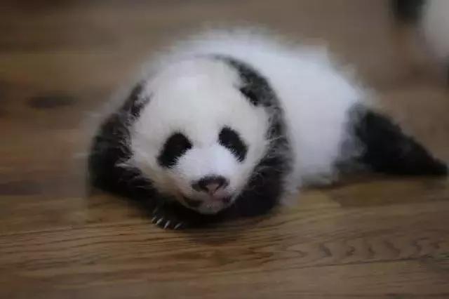 川航三优熊猫,四川航空认养大熊猫