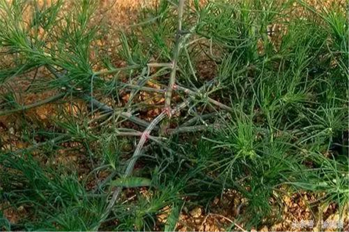 有降血压作用的野菜,野菜降血压功效有哪些