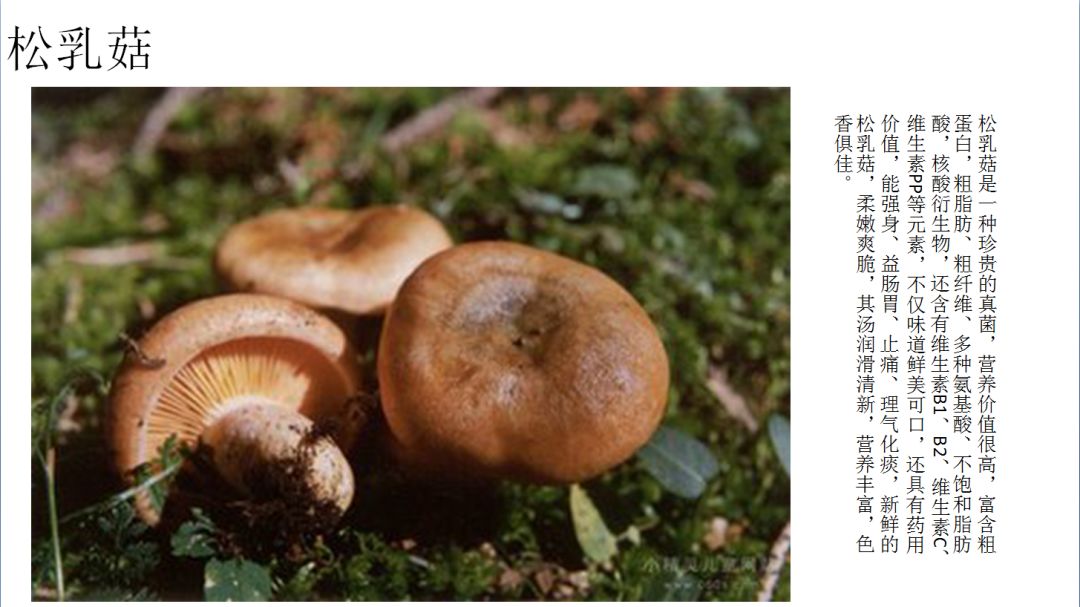 云南又到“生死存亡”季！为啥年年有人冒死吃这货？看过来！