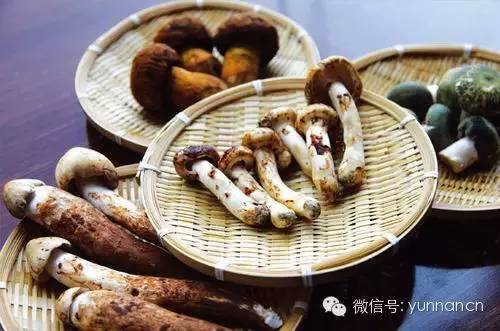 云南又到“生死存亡”季！为啥年年有人冒死吃这货？看过来！