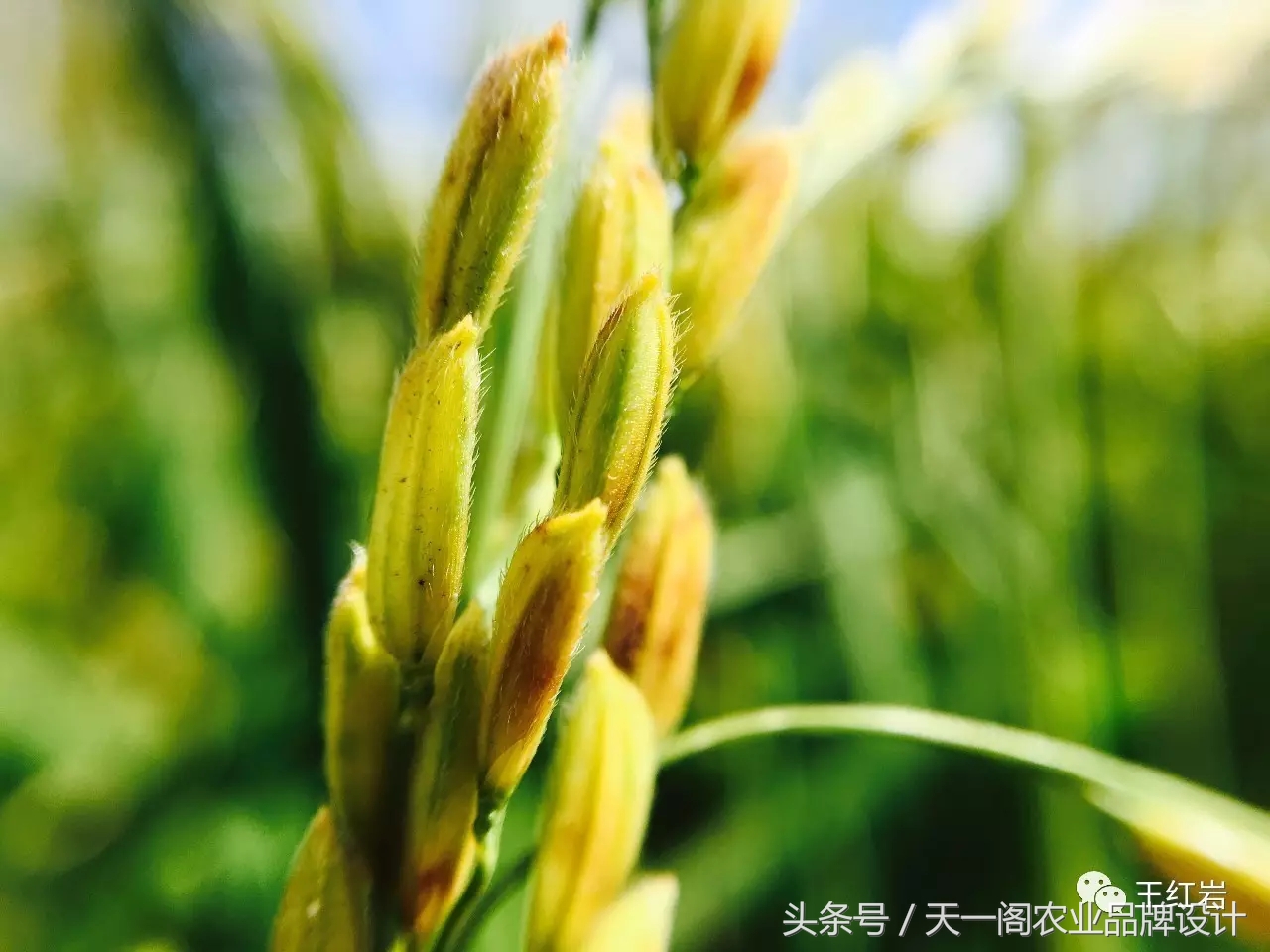 五常稻花香怎么辨别真假,五常稻花香2号怎么辨别真假