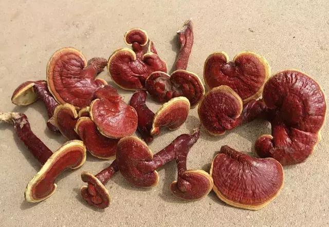 灵芝产品的演变发展过程 (日本最好的灵芝产品)