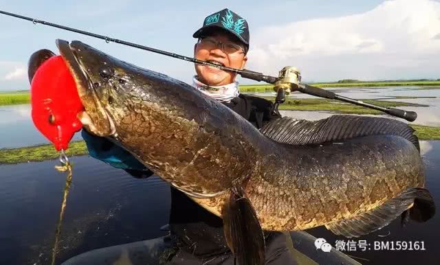 北大荒雷强打猎,北大荒雷强打黑