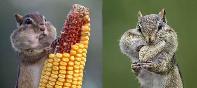 辣椒是防腐剂，咖啡是杀虫剂？关于种子的有趣科普知识你知道多少