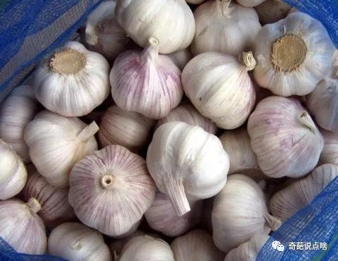 吃大蒜后怎么除口臭最快最有效,吃大蒜如何除去口臭小妙招