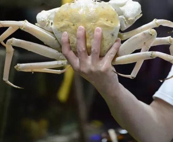 螃蟹的世界旅行,螃蟹的世界深度解析