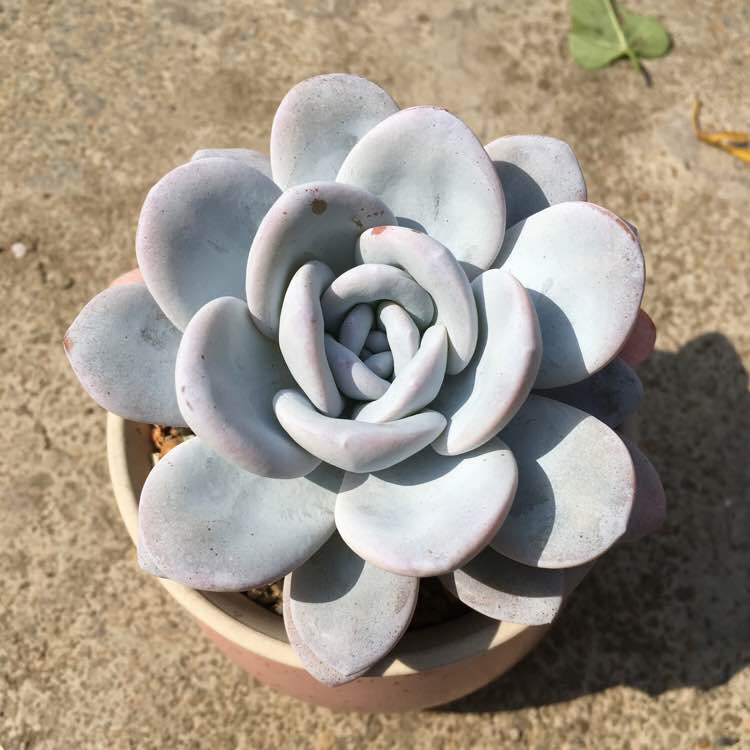 雪莲多肉好服盆不,雪莲系多肉