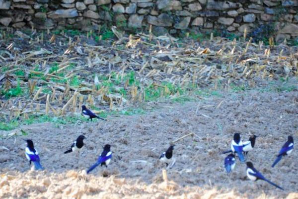 麻雀田地里吃谷子,农村麻雀吃谷子