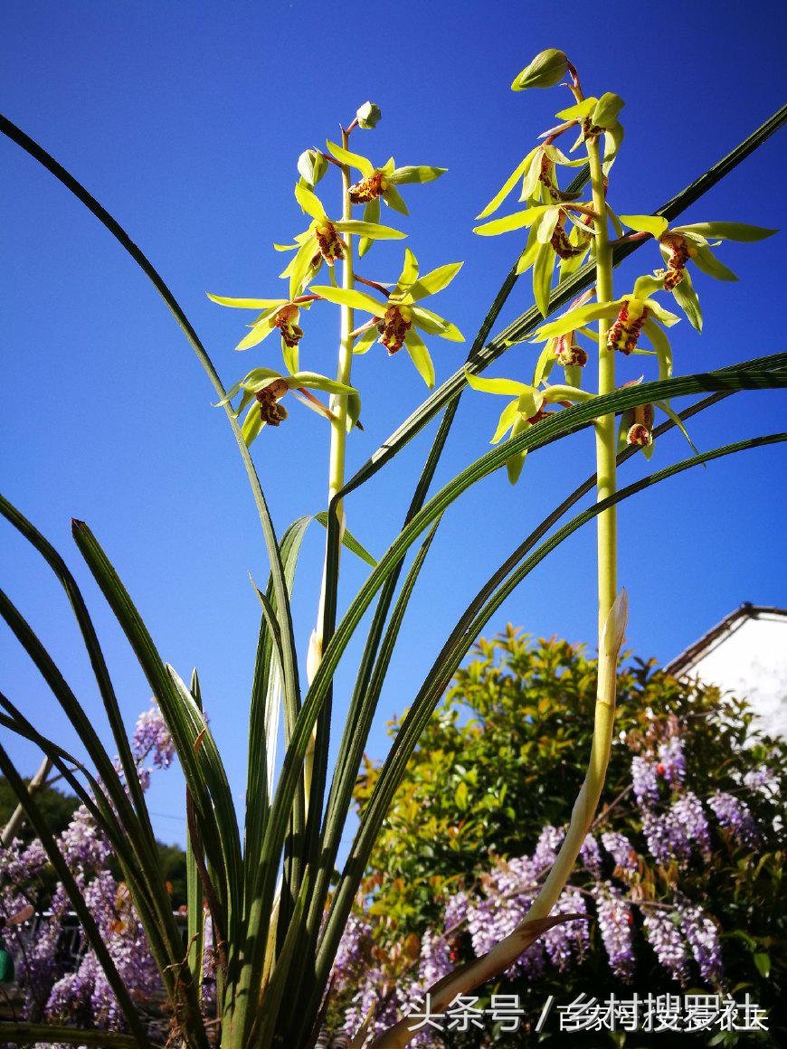 1月蕙兰已出花苞室外如何养护,带花苞的蕙兰需要太阳吗