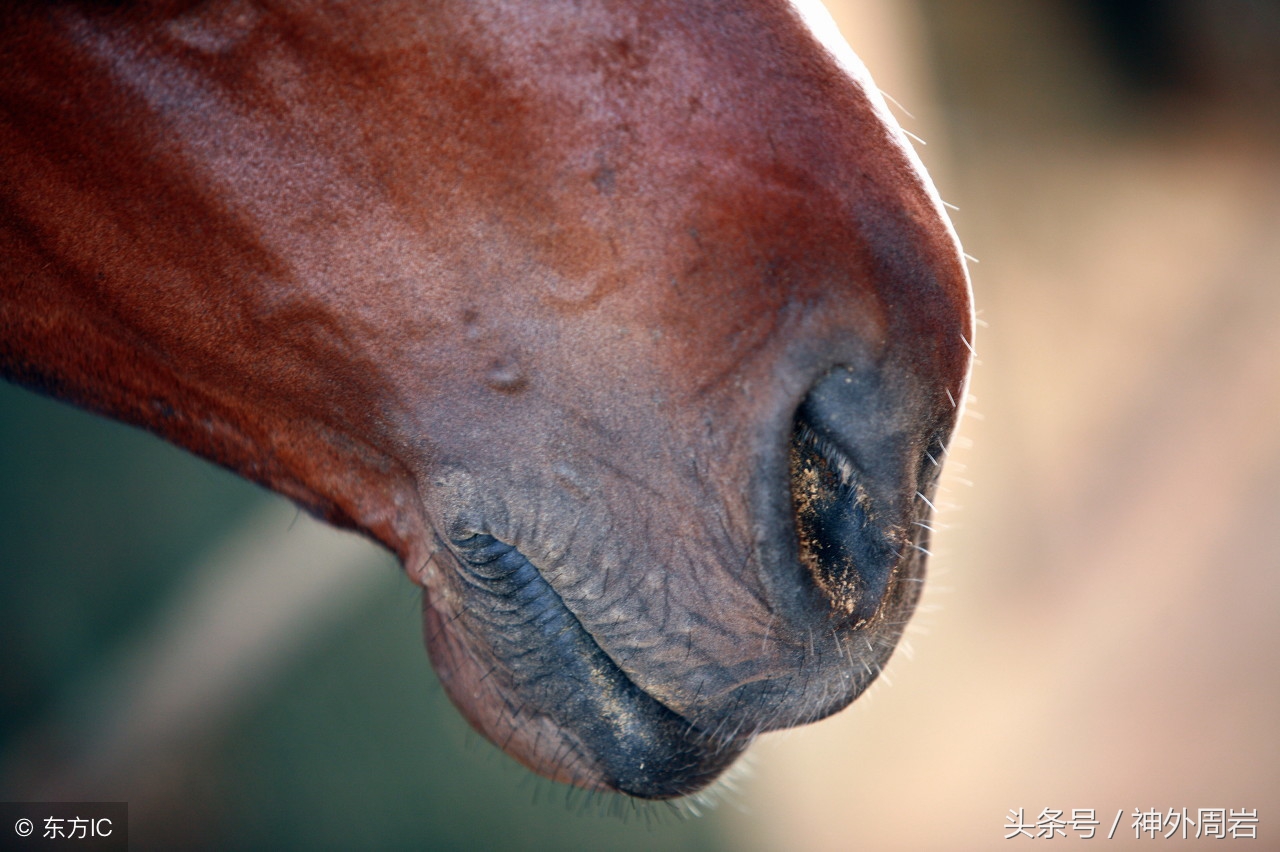 创伤嗅觉失灵大概多久恢复,外伤嗅觉减退