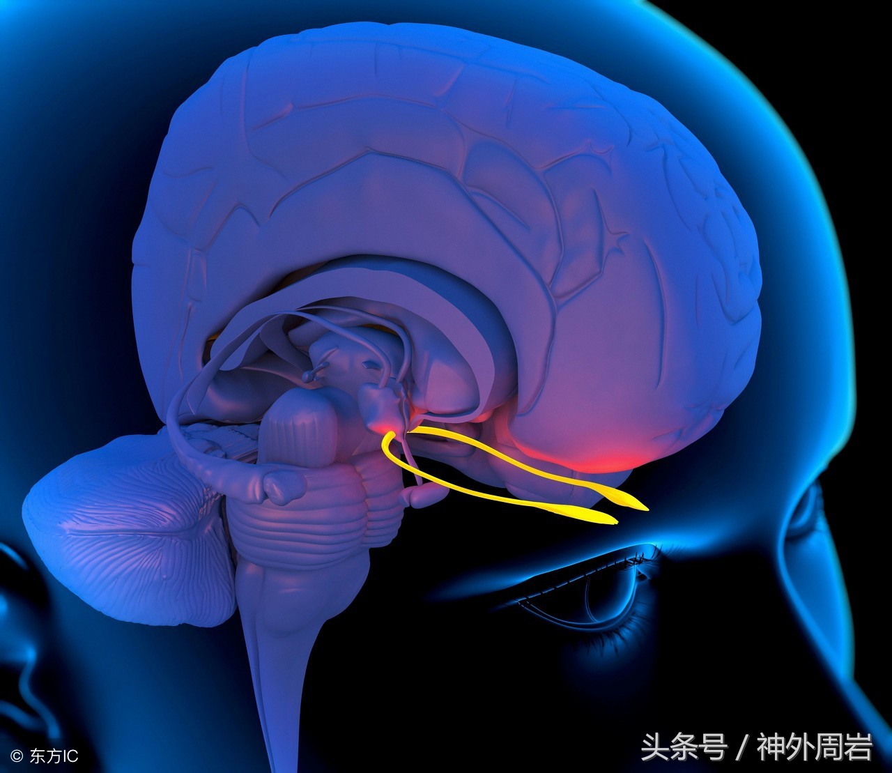 创伤嗅觉失灵大概多久恢复,外伤嗅觉减退
