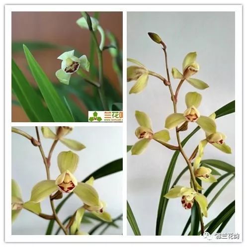 兰花鉴赏全部,兰花建兰八大名品介绍