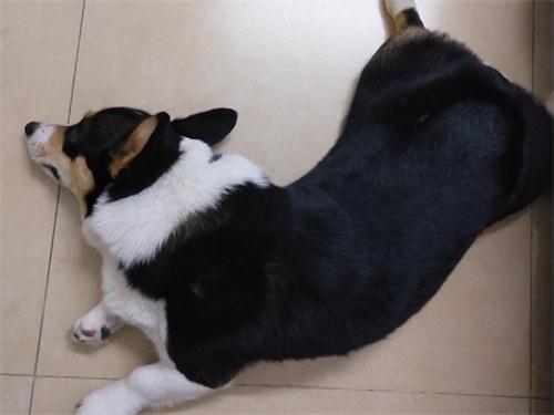 狗狗挑食不吃东西怎么纠正,狗狗吃什么不会挑食