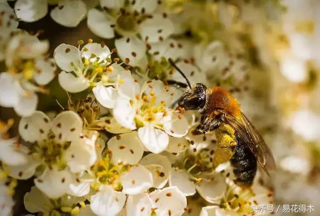 释迦花粉采集方法,花粉采集技巧视频