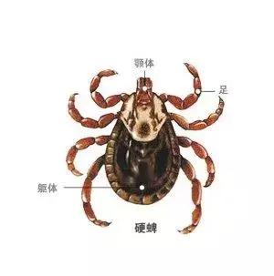 一家三口被刺身亡案,江苏一家三口被不知名虫子叮咬