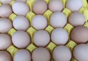 养鸡产蛋期间注意事项,养鸡十大问题及答案