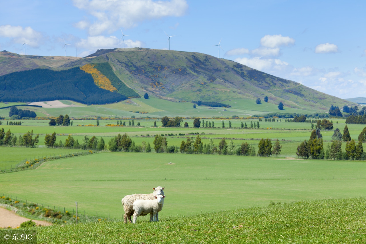 新西兰乳品大国,新西兰奶制品出口排名