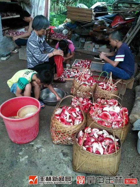 广西容县浪水红菇一斤多少钱,广西容县的红菇卖多少钱一斤