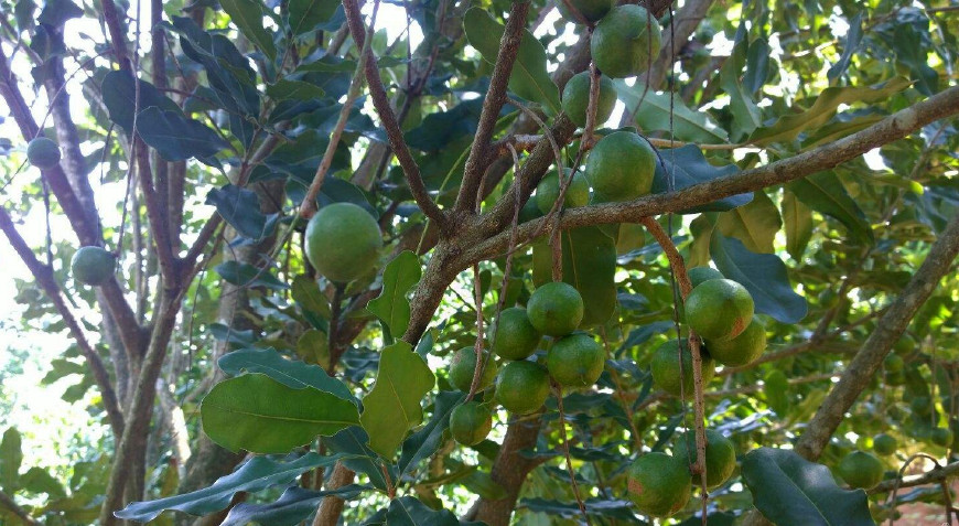 澳洲坚果干果,酥酥脆脆带着奶香味的夏威夷坚果