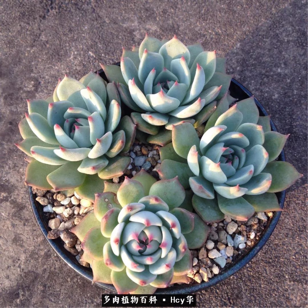 吉娃娃多肉高清图片,吉娃娃图片多肉