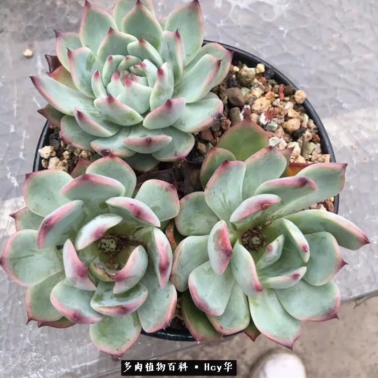 吉娃娃多肉高清图片,吉娃娃图片多肉