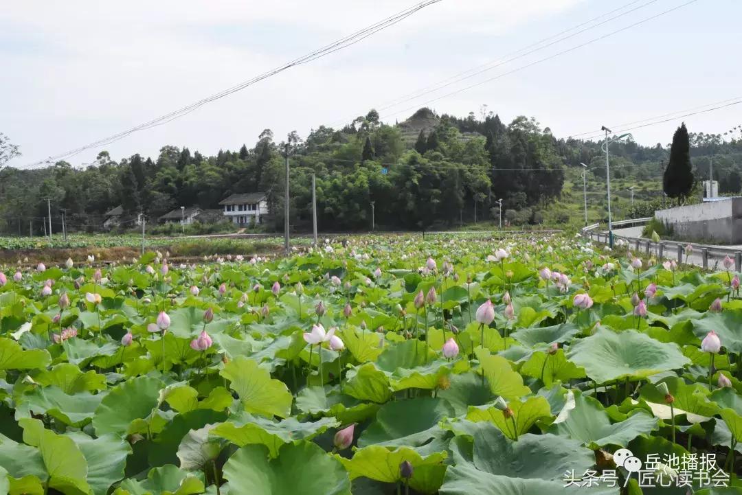 荷花节广安,岳池白庙荷花基地