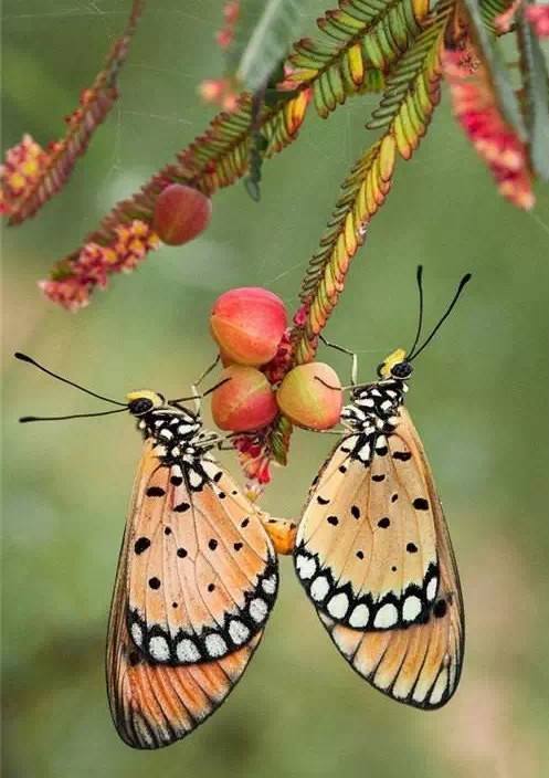 梁祝诞辰50年音乐会视频,梁祝音乐协奏曲