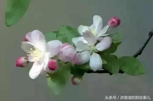 美极了樱花盛开图片,中国各市的市花大全