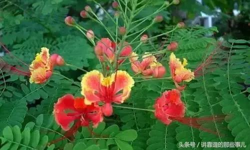 美极了樱花盛开图片,中国各市的市花大全