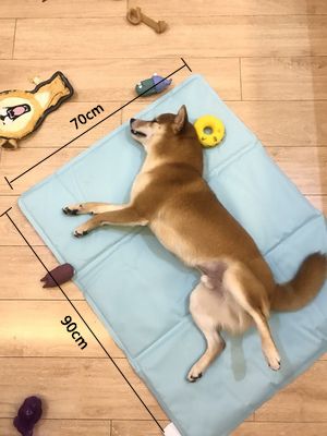 冰垫真的有降温效果吗,汽车冰垫真的有降温效果吗