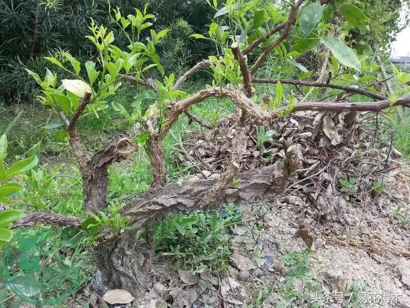 两面针精品盆景欣赏,最美两面针盆景