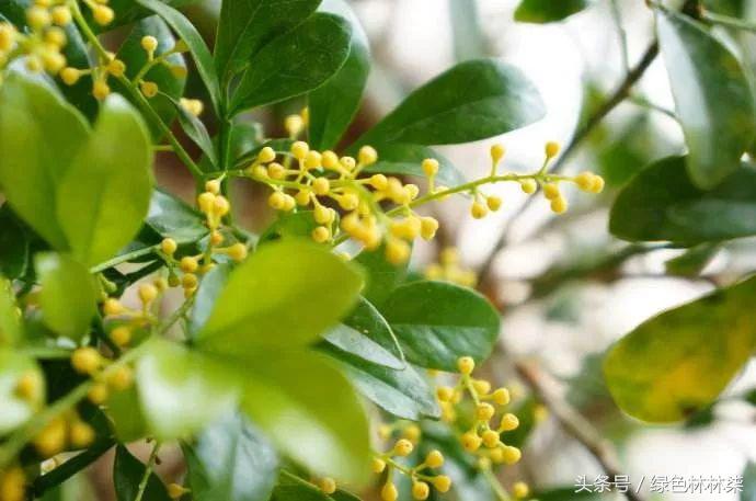 米兰花适合在卧室养吗,米兰花冬季室内怎么养护