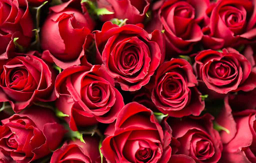 玫瑰花束怎么开得久一点,收到的玫瑰花束怎么养不枯萎