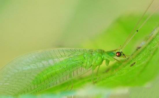 有几种吃蔬菜的瓢虫,所有瓢虫都吃什么蔬菜