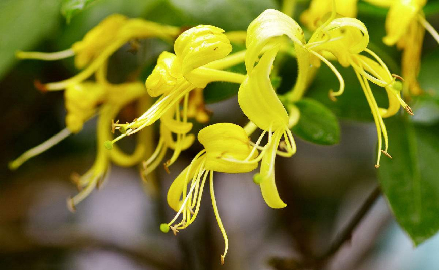 金银花一蒂二花,状如雄雌相伴,又似鸳鸯对舞,故有鸳鸯藤之称