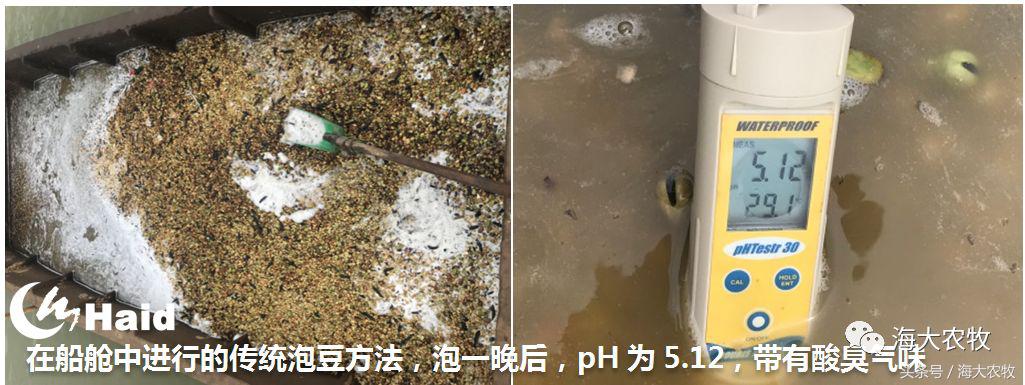 靠吃蚕豆吃出超高鱼价，这条鱼古法养殖名震全国