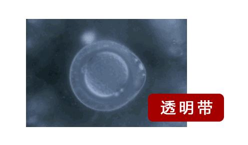 一直以为自己是跑得最快的那颗精子,原来并不是……