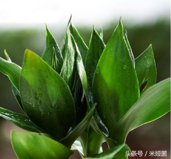 富贵竹怎么处理不会缩水起皱,富贵竹怕冻怎么处理