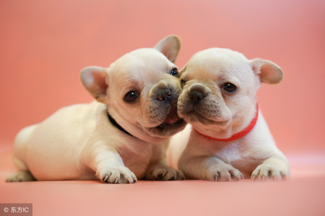 十种记仇的狗法国斗牛犬,可爱无比的狗斗牛犬