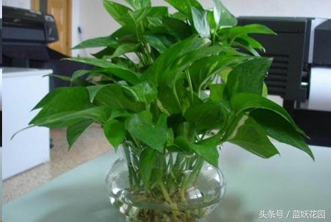 适合夏天养的花有哪些水培,好养的花适合一年四季养水培