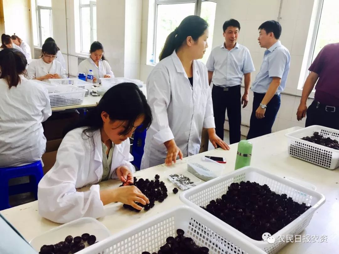 赤眼蜂防治螟虫,赤眼蜂的防治技术