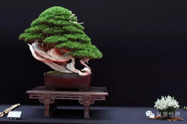 盆景是中国的名片看看浪漫的法国人怎样玩盆景