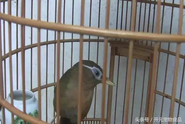 画眉换毛，值得注意