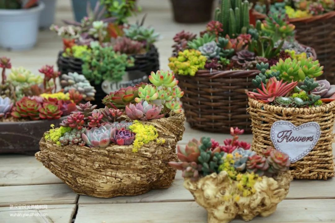 园艺沙龙|前方高能！一大波人相约逛花市，究竟淘了些啥？