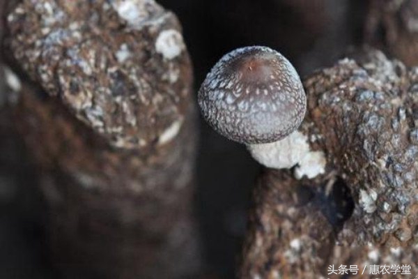 桑枝粉碎种植香菇,桑枝袋料香菇的栽培