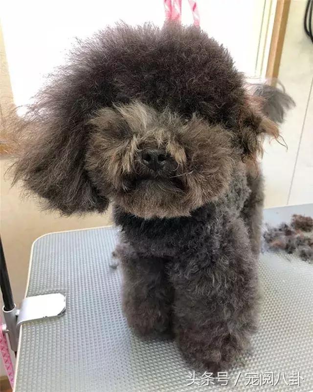 你这个*子骗**狗，明明长得这么好看……