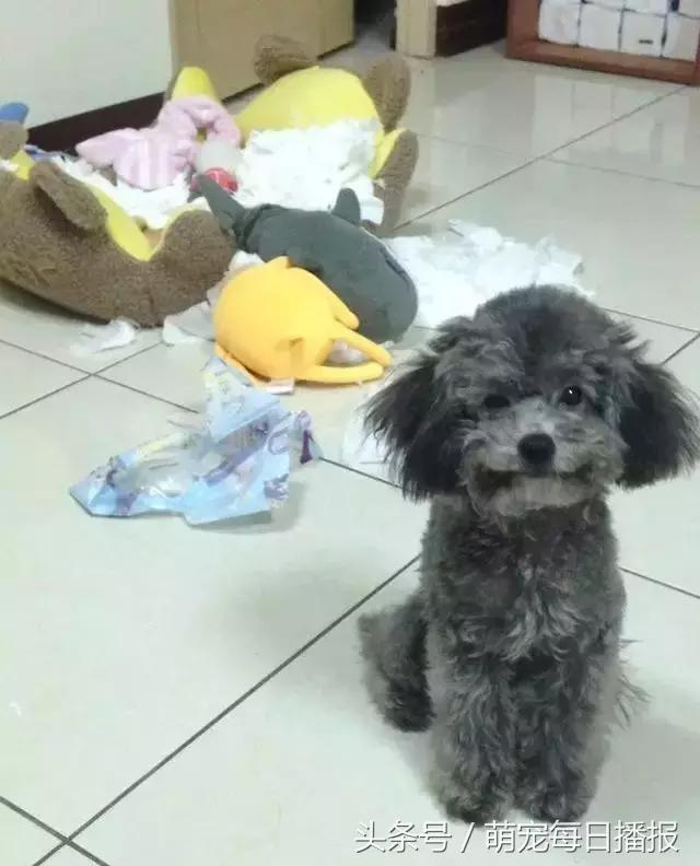 捡了一只黑色泰迪找不到主人,捡回家一只泰迪