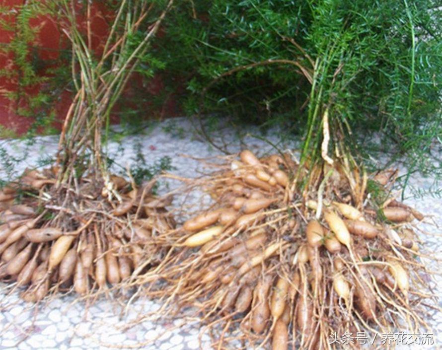 天门冬文竹,天门冬与文竹有什么不同