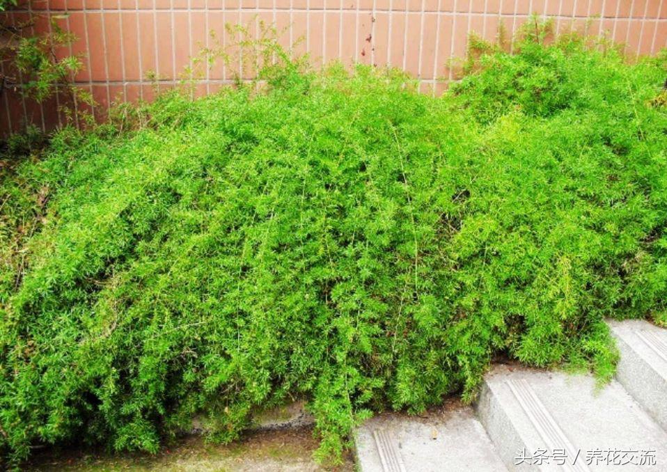 天门冬文竹,天门冬与文竹有什么不同