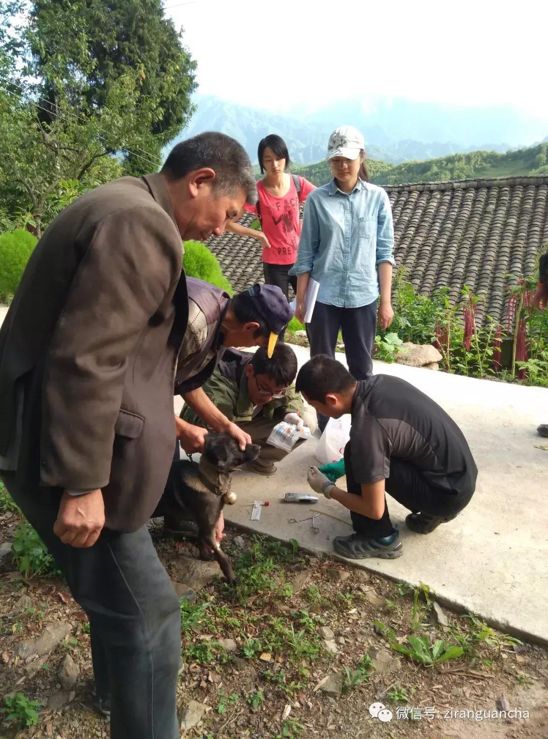 秦岭大熊猫犬瘟热事件,犬瘟热危险期